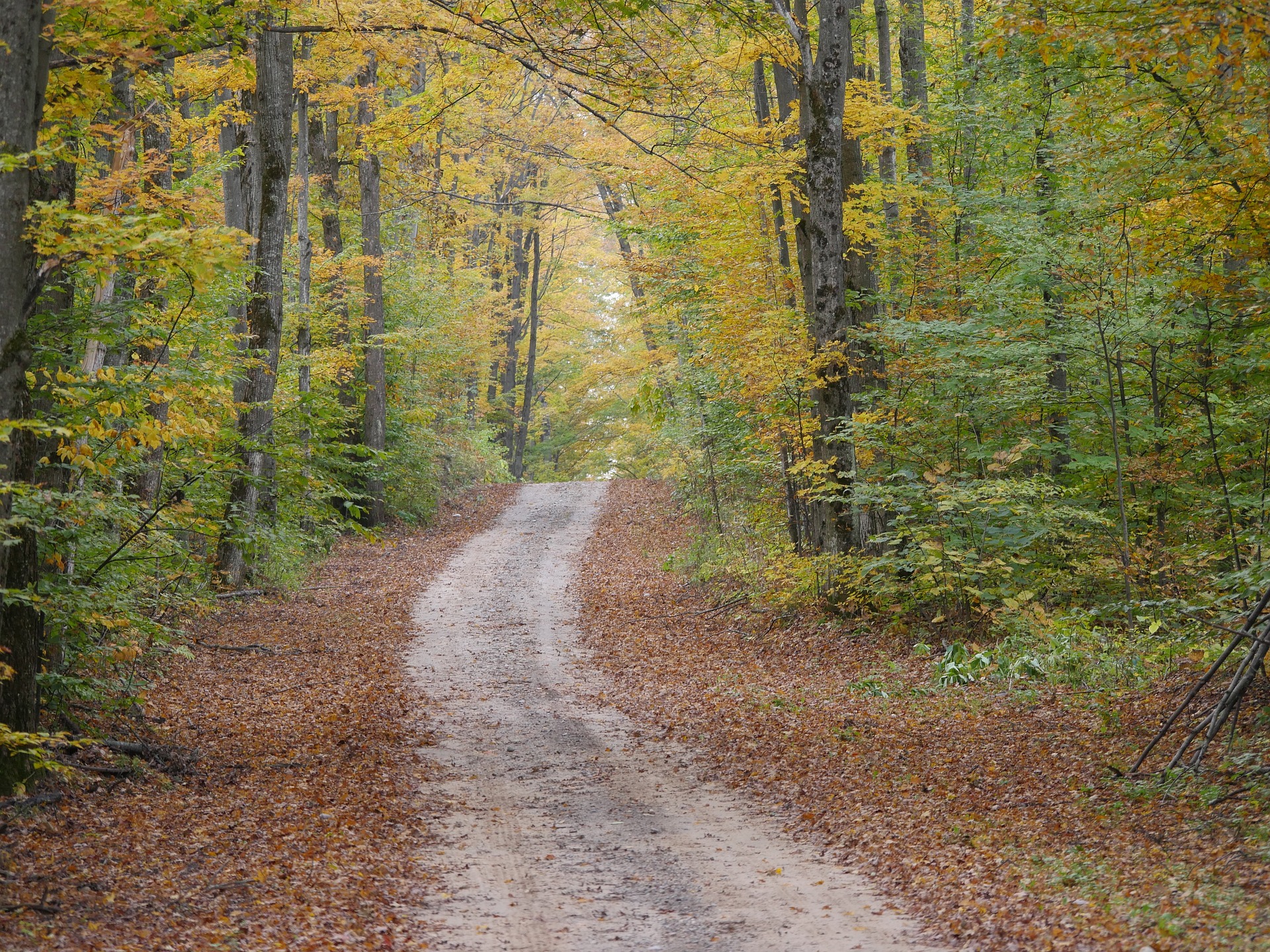 A wooded hiking trail in fall.